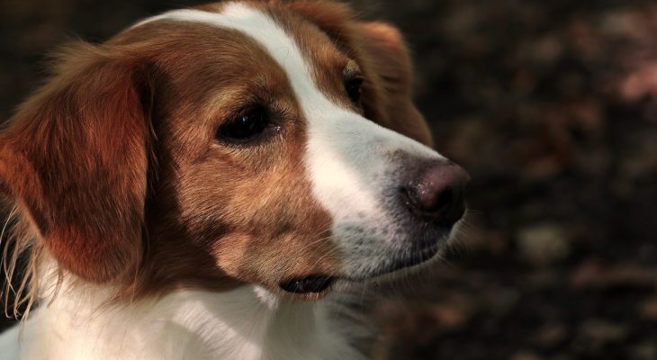 Detectarea foamei la patrupezi: 10 semnale de care trebuie să fii atent pentru câinele tău