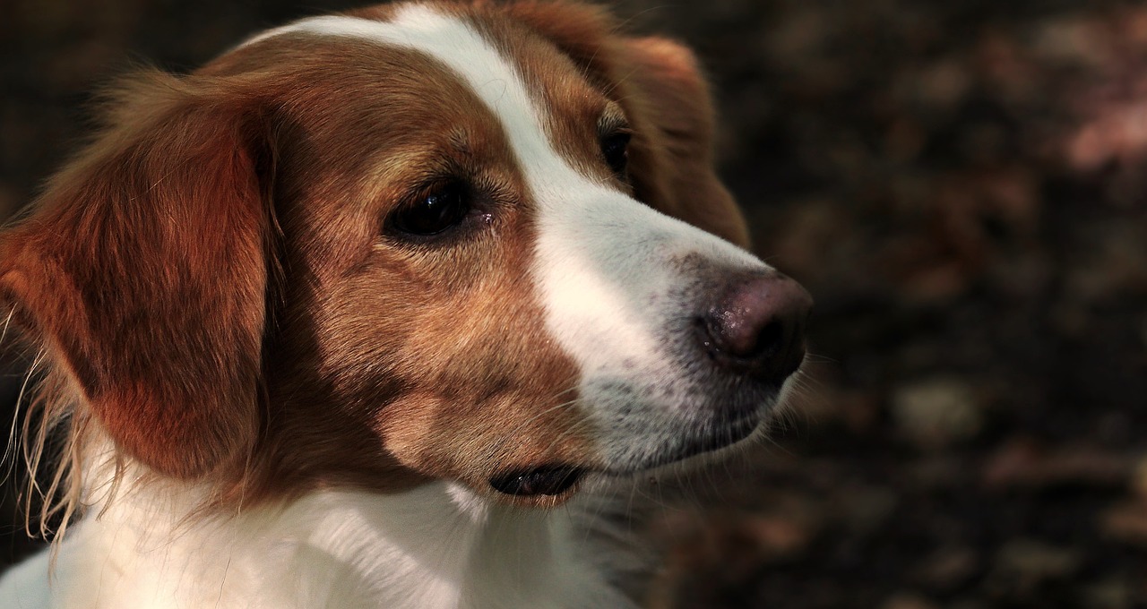 Detectarea foamei la patrupezi: 10 Semnale de care trebuie să fii atent pentru câinele tău