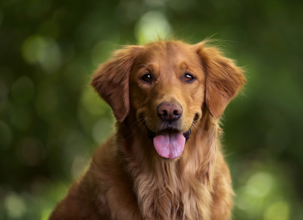 Adopția unui Golden Retriever: Ce trebuie să știi