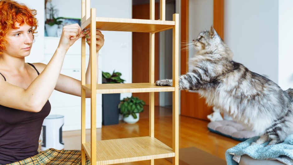 Cele mai bune rase de pisici pentru apartament