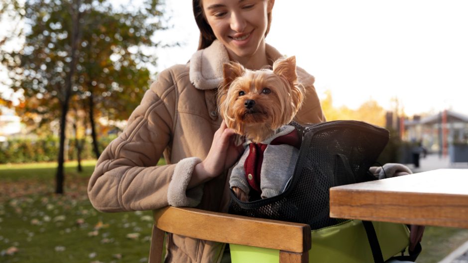 Cum să călătorești cu animalul de companie