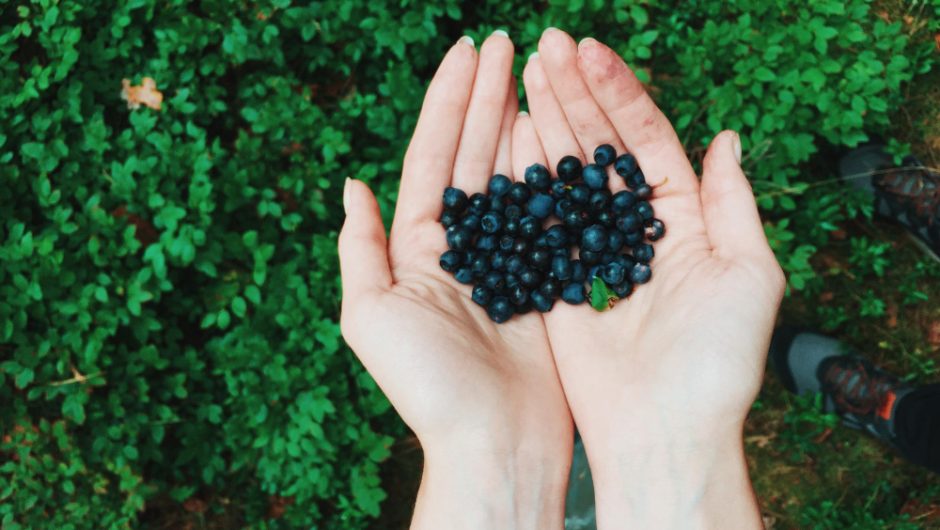 Cum aronia ajută la protecția celulelor împotriva stresului oxidativ