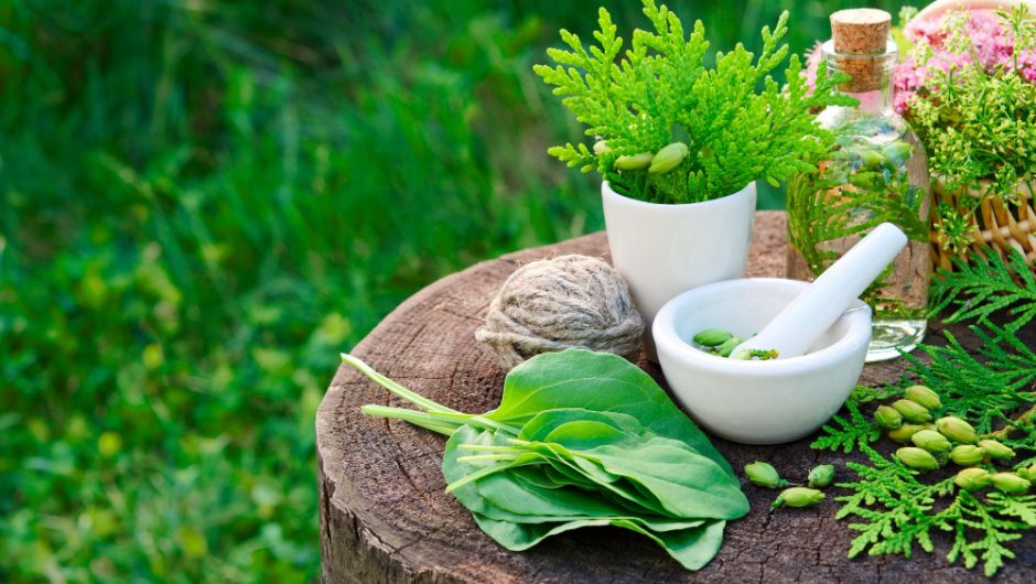 Descoperă efectele ienupărului pentru stimularea circulației și detoxifiere